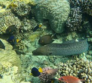 Schnorcheln Abu Dabbab