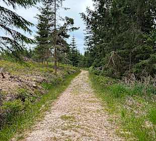 Wandern Bannwald Baiersbronn