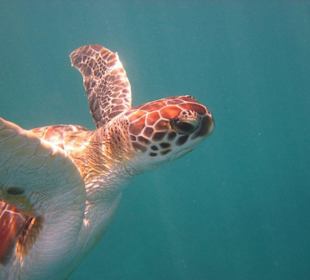 Schildköte in unserer Lagune