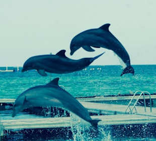 Schöne Experience mit Delphinen