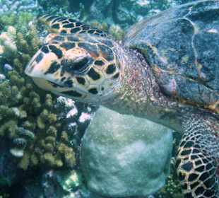 Echte Karettschildkröte