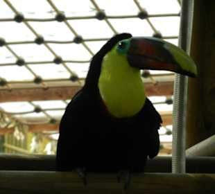 Einer von vielen Vögeln im Jungle Dome