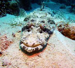 Teppichkrokodilsfisch am Hausriff