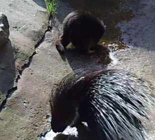 WildparkImpression September 2013