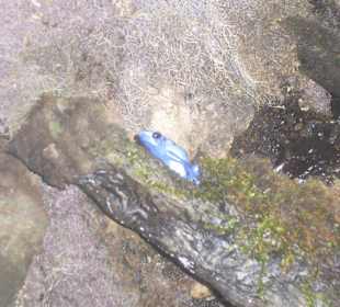 Extra Raum mit Amphibien