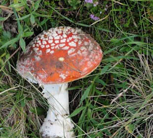 Fliegenpilz am Wegesrand