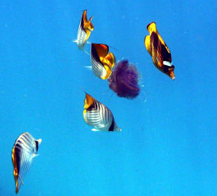 Falterfische fressen eine Qualle