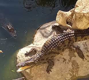Krokodilfarm Animalia