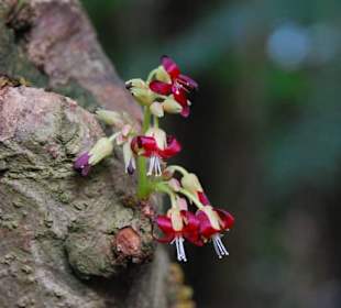 Blüten am Baumstamm
