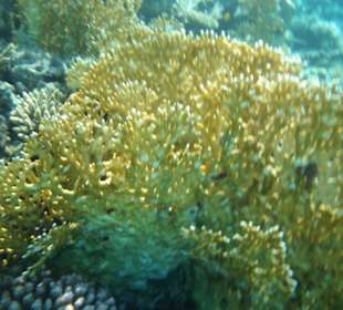 Wunderschöne Unterwasserwelt