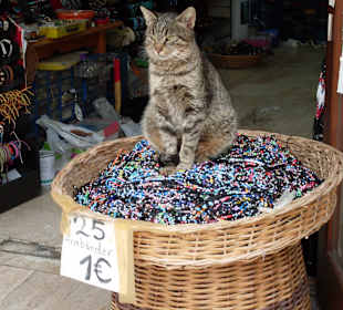 Wachhund bzw. -katze