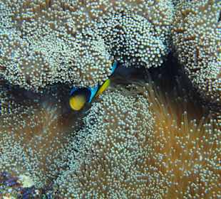 Eine große Anemone in dem sich ein Clownfisch versteckt