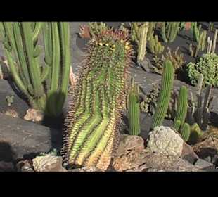 Kakteen so weit man sehen kann