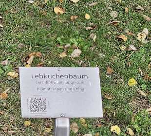 Lebkuchenbaum