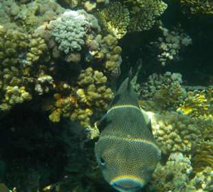 Schnorcheln Hausriff Tulip Resort Marsa Alam 