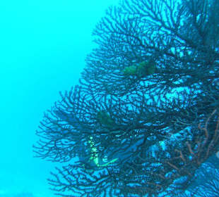 Koralle am Shark Reef Point