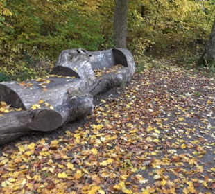 Naturdenkmal Mammutbaum