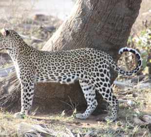 Julius Tact / JT Safaris