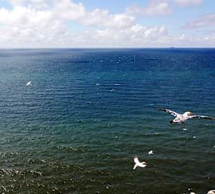 Brutplatz der Basstölpel