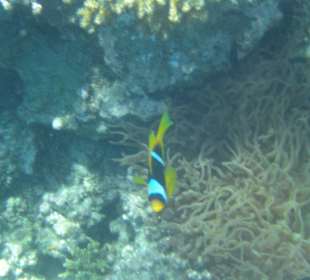 Unterwasserwelt Hausriff Arabia Beach