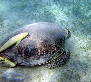 Schildi am Weiden, inkl. Putzerfisch