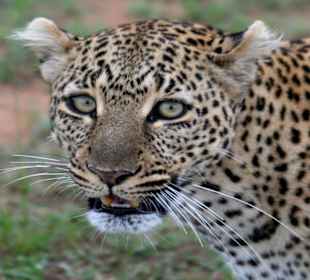 Leopard