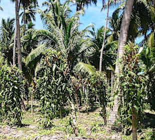 Vanillaplantation