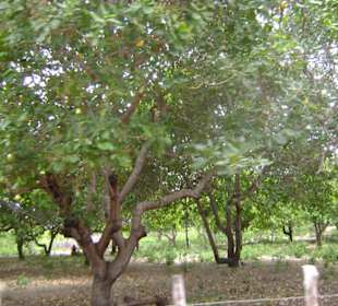 Buggy tour lagoa de paraiso