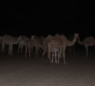 Nationalpark Wadi el Gemal