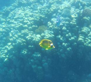 Schnorcheln Makadi Bay