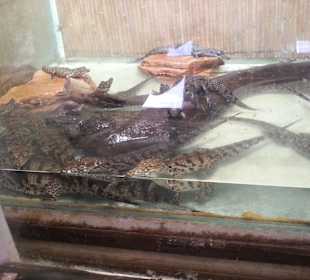 Djerba Explore Parc  Krokodilfarm