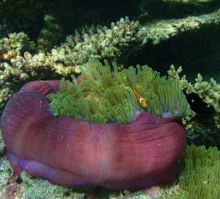 Anemone mit Nemo