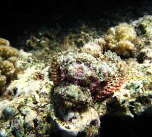 Drachenkopf Lahami Hausriff