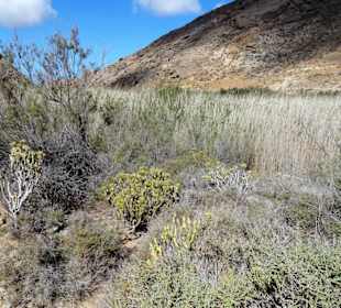 Impressionen aus dem Vega de Rio Palmas