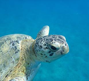 Abou Dabab (Marsa Alam)