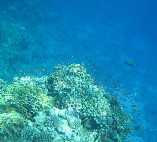 Unterwasserwelt am Tulip Resort