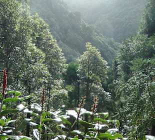 Urwald
