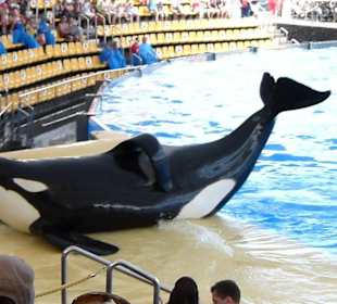 Na .habe ich das fein gemacht?