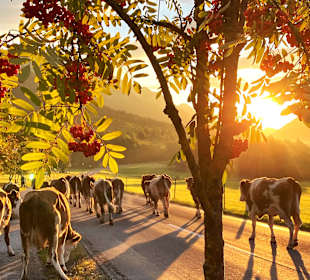 Wandern Ramsau am Dachstein