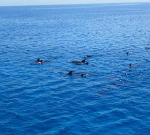 Delfinausflug mit der SimSim 