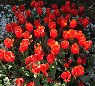 Spaziergang durch den Berggarten Hannover