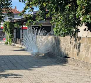 Sonstiges