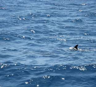 Delfin auch wenn nur eine Floße