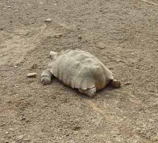 Spornschildkröte