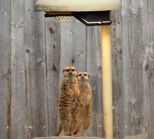 Erdmännchen