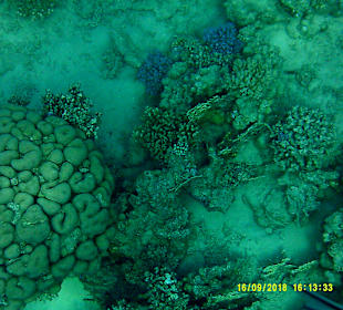 Schnorcheln Marsa Alam