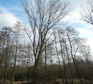 Naturschutzgebiet Boberger Niederung