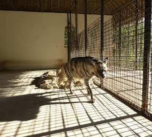 Streifenhyäne - wird aussterben