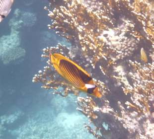 Fisch am Tulip Resort