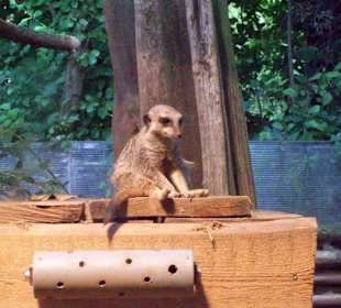 Zoo Heidelberg 9